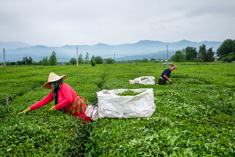 خرید برگ سبز چای از ۶۳ هزار‌تن گذشت/ پرداخت ۶۰ درصد مطالبات چایکاران