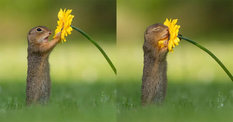 تصاویری استثنایی از بو کشیدن گل زرد توسط سنجاب