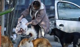 دلسوزیهای نابهجا؛ مانعی بر سر راه مدیریت اصولی سگهای بلاصاحب